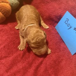 Boy 2 - Brown male Poodle puppy in Detroit, Michigan from Pretty Spoiled Spoos llc