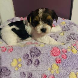 Parti girl - Parti female Yorkshire Terrier puppy in Ohio from Britt n Cindys Yorkshire Terriers