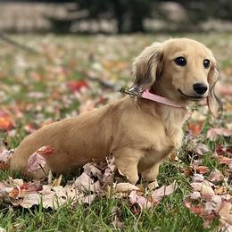 Lucy is 5000dollars - Cream female Dachshund puppy in Crystal, Michigan from Mare-bella Dachshunds
