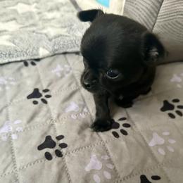 AKC Dancer, 4200.00 - Black and white female Chihuahua puppy in Northern, Colorado from Wild Mountain Chihuahuas