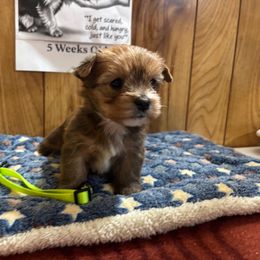 Girl T4 - Tan and white female Yorkshire Terrier puppy in Bear Creek, North Carolina from Yorkie Time