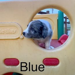 Border Collie and Labrador Retriever Puppies from Heron Oak's Ranch LLC & Vetro's Duck Dogs