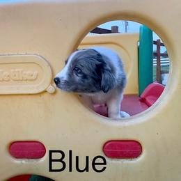 Border Collie and Labrador Retriever Puppies from Heron Oak's Ranch LLC & Vetro's Duck Dogs