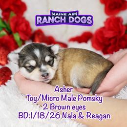 Asher - Wolf sable male Pomsky puppy in Humeston, Iowa from M.A.R. Dogs