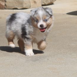 Blue-Eyed Blue Merle Male 2 - Blue merle Toy Australian Shepherd puppy in Leighton, Alabama from Isbell Land & Livestock, LLC