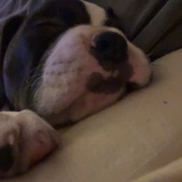 Boxer Puppies from House of boxers