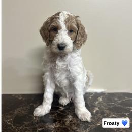 Frosty - Parti male Goldendoodle puppy in Crothersville, Indiana from Wischmeier’s Doodles