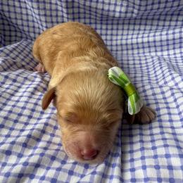 Loto - Apricot female Goldendoodle puppy in Camden, North Carolina from Oopsie Doodles of NC