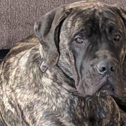 Mastiffs from Geier's English Mastiff's🐾❤️