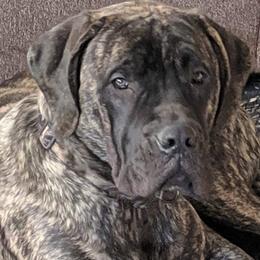 Mastiffs from Geier's English Mastiff's🐾❤️
