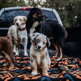 Australian Shepherds from Moonstruck Mini Aussies
