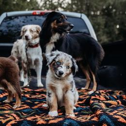 Australian Shepherds from Moonstruck Mini Aussies