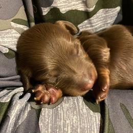 Dachshund Puppies from Devoted Doxies - DLL