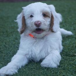 Summer - Chalk female Australian Labradoodle puppy in Fontana, California from Glory Labradoodle’s