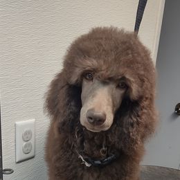 Girl 1 - Cafe au lait Poodle puppy in Paris, Michigan from Meeker's Ridge