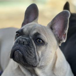 Feenix - French Bulldog