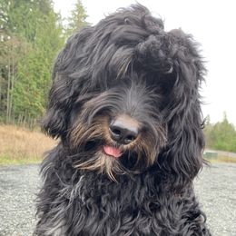 Tonka - Bernedoodle