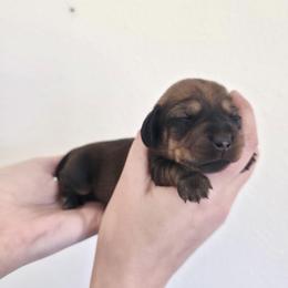 Praline - Red female Dachshund puppy in Mobile, Alabama from Katrina's Dachshunds