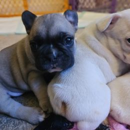 French Bulldog Puppies from Electric City Frenchies