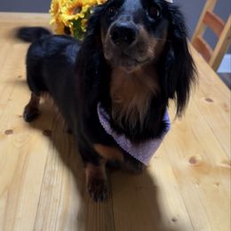 Cleo - Dachshund