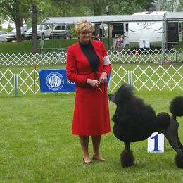 Poodle Puppies from Lacy Lane Poodles