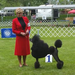 Poodle Puppies from Lacy Lane Poodles