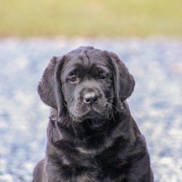 Labrador Retriever Puppies from GreenWave Labradors
