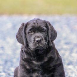 Labrador Retriever Puppies from GreenWave Labradors