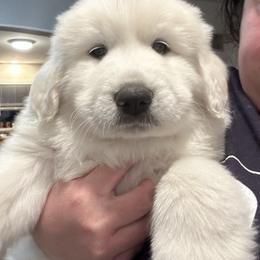 Brown - White and tan female Great Pyrenees puppy in Bloomington, Illinois from Odyssey Great Pyrenees