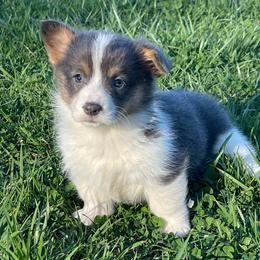 Ann - Blue female Pembroke Welsh Corgi puppy in Mount Carmel, Tennessee from Hidden View Farm
