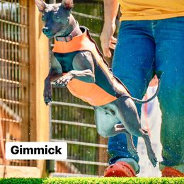 American Hairless Terrier All Grown Up from Strider’s American Hairless Terriers