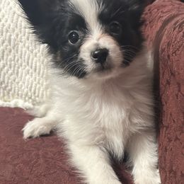 Sam - White black and tan male Papillon puppy in Salina, Utah from Desert Mountain Papillons