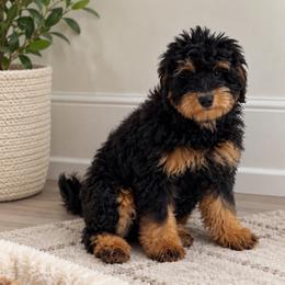 Dock - Black phantom male Aussiedoodle puppy in North Royalton, Ohio from Johnson's Doodles
