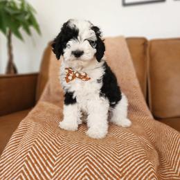 Rocky - Black and white male Sheepadoodle puppy in Tooele, Utah from Salt & Snow Pups