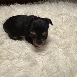 Girl 2 - Black and tan female Yorkshire Terrier puppy in Dawsonville, Georgia from Lynn’s Precious Pups