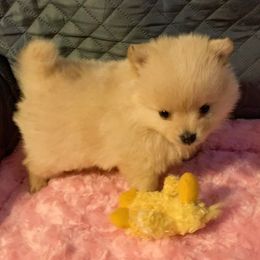 Pomeranian Puppies from DeMi Poms