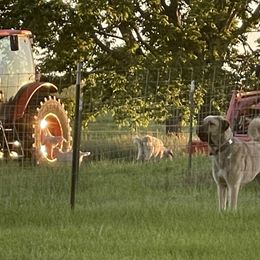 Anatolian Shepherd Dog Puppies from Smithville Hay Livestock Guardian Dogs