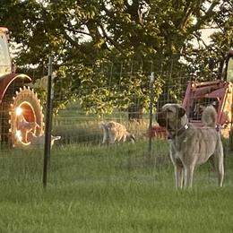 Anatolian Shepherd Dog Puppies from Smithville Hay Livestock Guardian Dogs