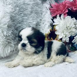 Sara - Black gold and white female Shih Tzu puppy in Elgin, South Carolina from Silver Bells Paw Prints