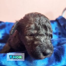 Bedlington Terrier Puppies from Dreamy Muse Bedlingtons