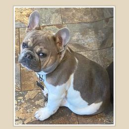 Frazier - French Bulldog