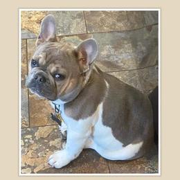 Frazier - French Bulldog