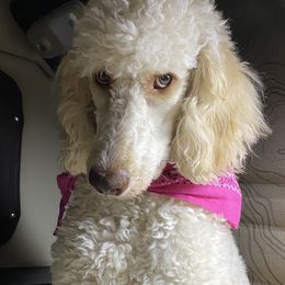 Goldendoodle Puppies from First Mountain Doodles