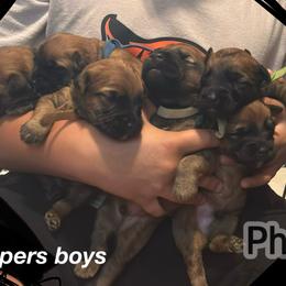 Male spot 6 - Wheaten male Soft Coated Wheaten Terrier puppy in Gladewater, Texas from Felicias Swheaties