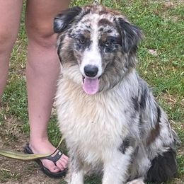 Australian Shepherds from Double C Aussies