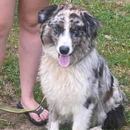 Australian Shepherds from Double C Aussies