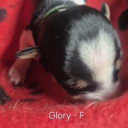 Glory - White and black female Teddy Roosevelt Terrier puppy in Murray, Kentucky from Froschwald German Shepherds and Xanadu Teddy Roosevelt Terriers