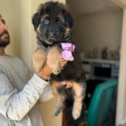 Purple collar girl - Black and red female German Shepherd puppy in Stockton, California from Zaragoza German Shepherds