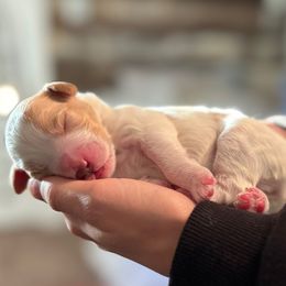 Aspen - Parti male Goldendoodle puppy in Merced, California from Old Lake Doodles