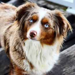 Penny - Miniature Australian Shepherd